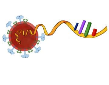 Investigadores dominicanos trabajan en la secuenciación del virus Causante del COVID-19