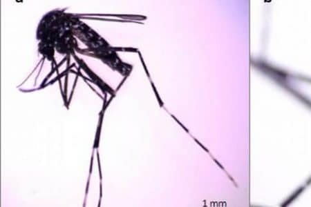 La importancia médica en la detección de una nueva especie de mosquito