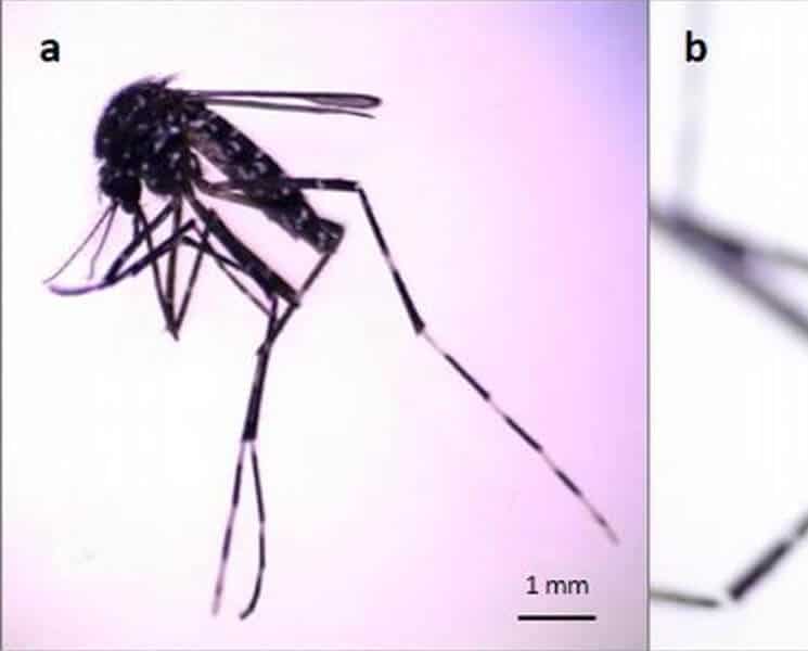 La importancia médica en la detección de una nueva especie de mosquito